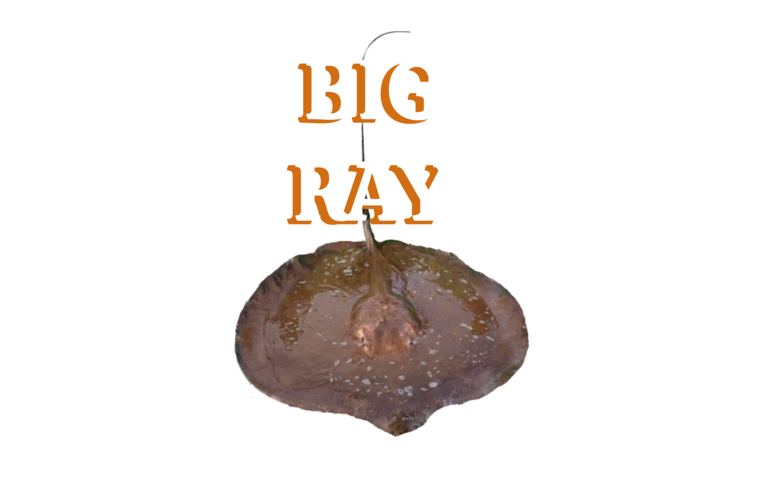 Big Ray